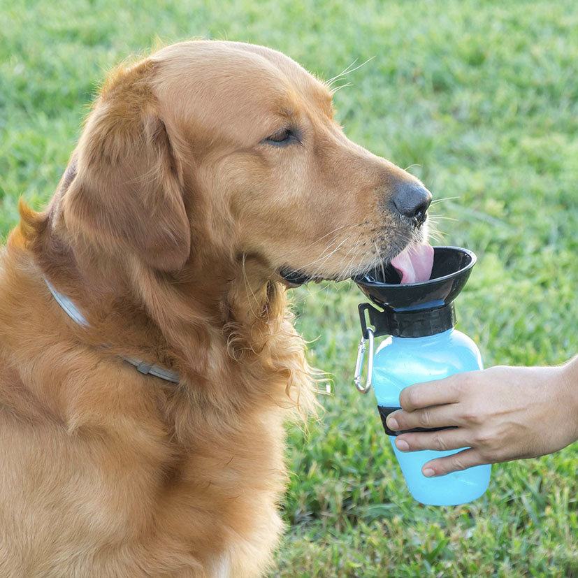 Bebedero portátill para mascotas INNOVAGOODS