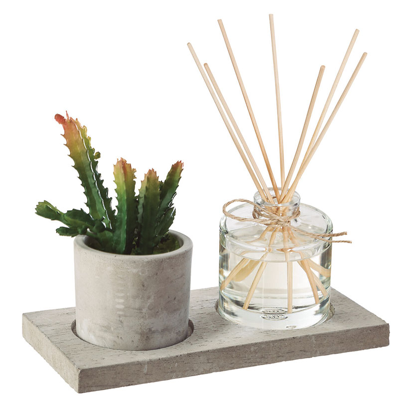 Caja aromas con planta decorativa